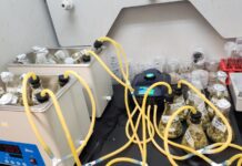 Prototipo de biorreactor transforma desechos de piña en soluciones agrícolas