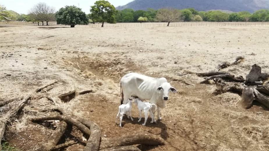 El fenómeno de El Niño provocará menos lluvias y más calor en Costa Rica.