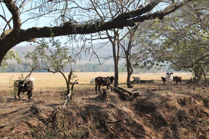 El fenómeno de El Niño podría incrementar el riesgo de sequías, afectar la producción agrícola y presionar el costo de vida.