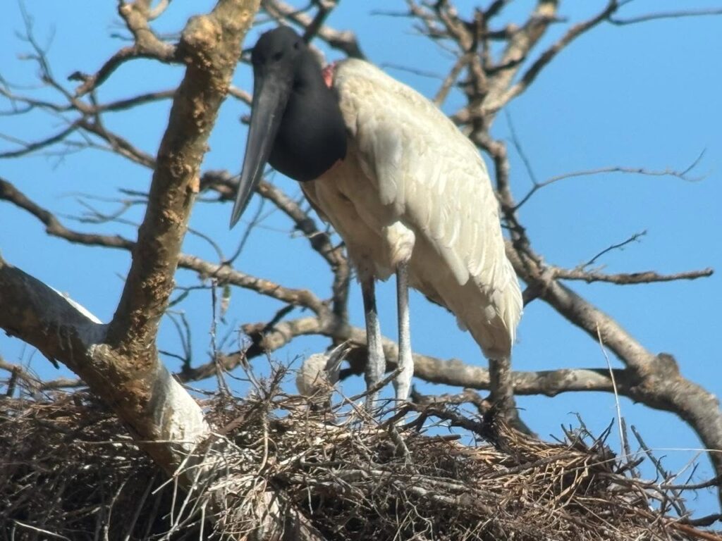 El jabirú encuentra en los humedales costarricenses uno de sus principales sitios de reproducción y alimentación.