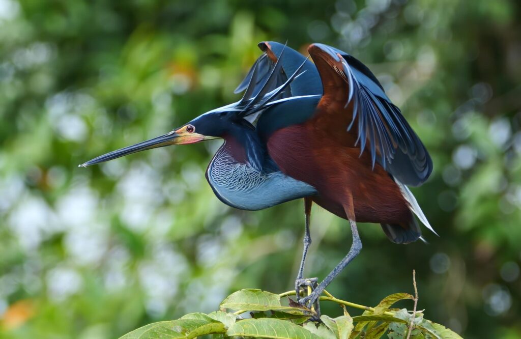 La garza agamí destaca por su llamativo plumaje y por habitar ecosistemas húmedos donde encuentra condiciones para alimentarse y reproducirse.