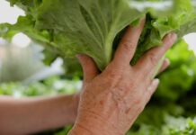 Altas temperaturas por El Niño obligan a reforzar cuidados en conservación de alimentos, advierte UNED