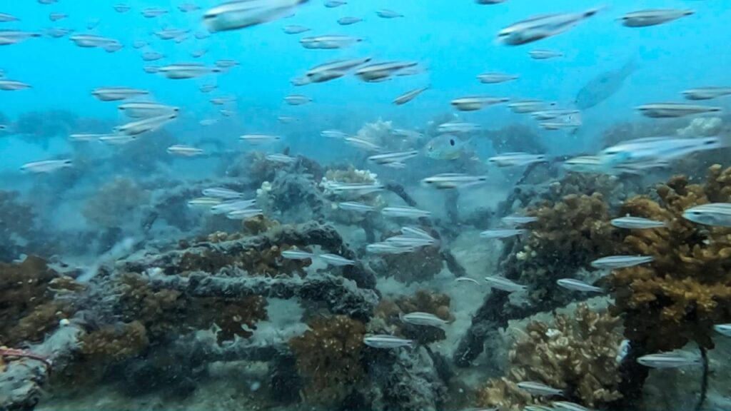Los arrecifes coralinos albergan una gran diversidad de especies marinas y cumplen una función esencial en el equilibrio ecológico de las aguas costarricenses.