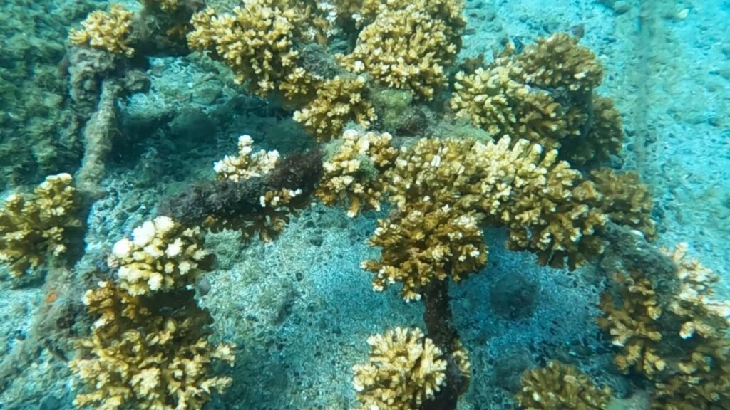 El investigador Yeison Lizano Rojas, de la UNED, destaca la importancia de la vigilancia científica para comprender los cambios que experimentan los ecosistemas marinos ante las condiciones climáticas extremas.